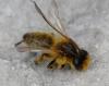Andrena sp.